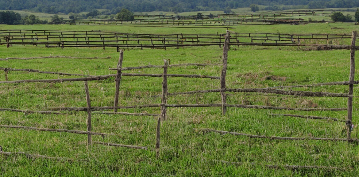 Foldehegn på landet: Hvordan det kan hjælpe med at beskytte dit kvæg